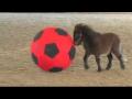 Un bébé miniature qui joue avec une balle, aaawww trop chou!