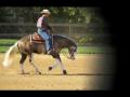 Big chex to cash et andréa fappani! Un cheval magnifique et un...