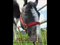 mon premier cheval 