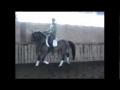 Mon cheval à l'entrainement