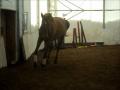 Mon nouveau Cheval qui saute en liberté.