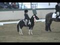Une petite fille en compétition de dressage avec...