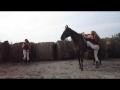 projet multimédia-moi et mon cheval