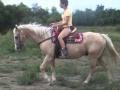 Vidéo présentant mon nouveau cheval Lucky Dusty avec qui je partage...