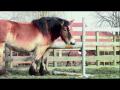 Bloopers d'un cheval