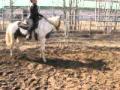 le debourage de mon poulain de avril a sept 2012
