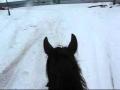 Ma Clydesdale en progression