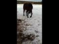 Mon gros loup qui se roule dans la neige xD! Gros b&eacute;b&eacute; :) ♥  ...