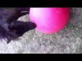 Freeze pousse le ballon 