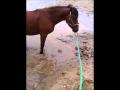 Ma pouliche qui s'amuse dans l'eau ;P