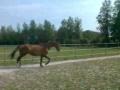 1er saut se matin pour ma trotteuse
