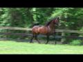 Gazal Al Shaqab, père de la jument que j'ai louée! Champion du monde...