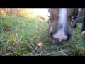 ma nièce Carolane et son cheval, trop cute!