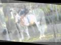 Chevaux de ma vie :)