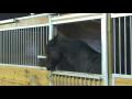 Cheval qui ouvre la porte de son box