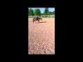 Dressage niveau entrainement, j'ai encore des croutes a manger pi on...