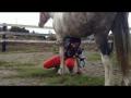 Comment monté sur un cheval sans selle (différente méthode comique)