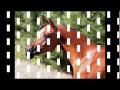 Esscalor MO( Escape IBN Navarrone x Jabar Tresor)