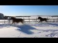 Horses make life better 