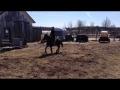 Saut d'obstacle avec mon poney! Des...