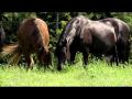 Vidéo promotionnel sur le cheval Canadien....