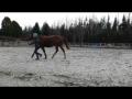 Travail au sol: trot en main, reculons et...