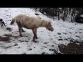 Poney ou cochon loll