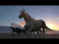 horses running at liberty on beach