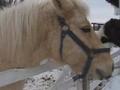 Mini video de Reg, mon poney pr&eacute;f&eacute;rer! ^^