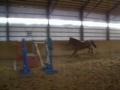 Aramisse des Pins qui saute un petit 5 pieds en...