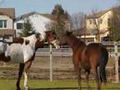 Boomer est vivant!!!::He misses Jess so much!! He...