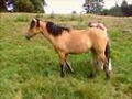 Kiger Mustang : Ma race Préféré! Ici un yearling de Canyoncreek.