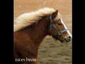 Relation cheval-cavalier