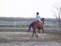 Encore Elise et sa jument Standerbred de 13m3...