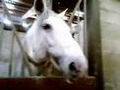 Cheval aimant se faire toucher la langue XD