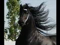 Le cheval que j'adore... le Frison