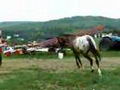 appaloosa a la longe