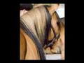 Montage - KIGER Mustang