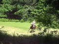 Escaliers, suite de 3 contres hauts.. Moi et mon cheval Golden Fox &agrave;...