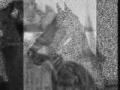 voici un montage que j'ai fais sur Barbaro!!!...