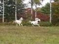Pitou et mon '' No name '' dans le champs en...