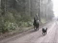 cheval à 4 temps
