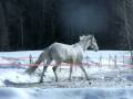cali qui nous montre son trot ÉCOEURANT