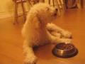 Cookie mange coucher!!!