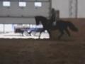 Salto, Le Nouveau Cheval De Youki, Qu'elle À Pris...