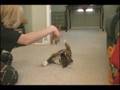 Ooonn !! Trop cutee ! La petite chienne est agé...