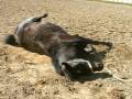 merlot rolling