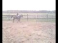 Saut avec mon cheval :P Bonn quand les sauts sont pas assez on aurait...