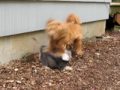 doodle vs. doodle