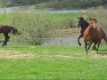 Voilà une petite video des 7 chevaux.Ont peut...